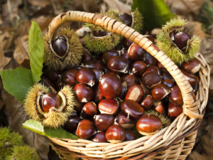 Autumn chestnut mood